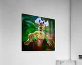 IMG 8436 Acrylic Print