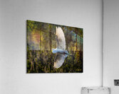 IMG 9837 Acrylic Print