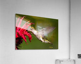 IMG 9146 Acrylic Print