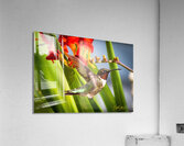 IMG 9466 Custom Acrylic Print