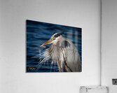 IMG 3334 Acrylic Print