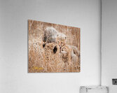 IMG 8051 Acrylic Print