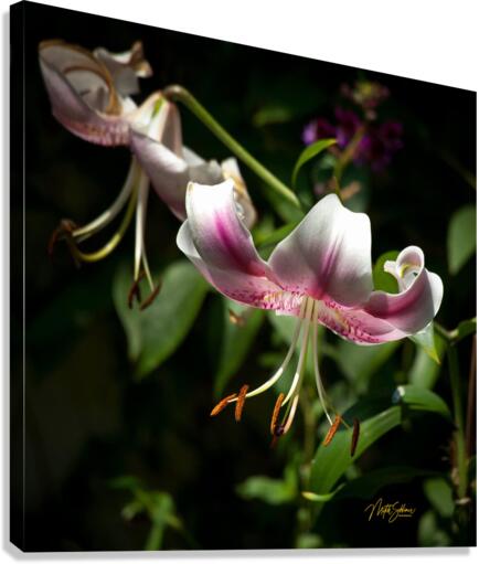 IMG 7392 Canvas Print