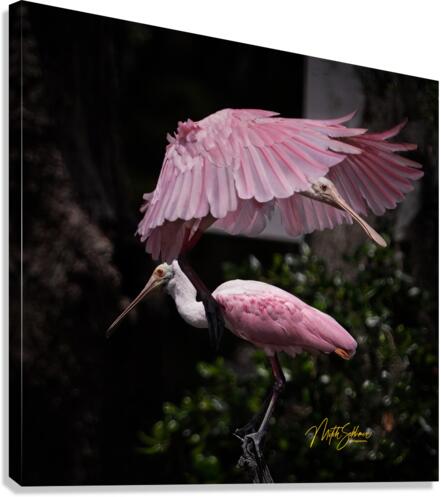 IMG 3041 Canvas Print
