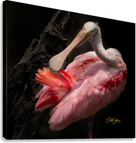IMG 3115 Canvas Print