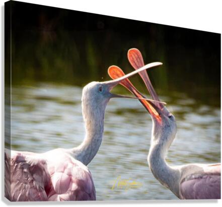 IMG 2927 Canvas Print