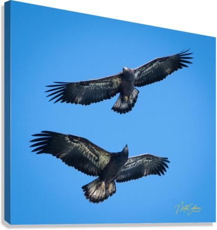 IMG 6332 Canvas Print
