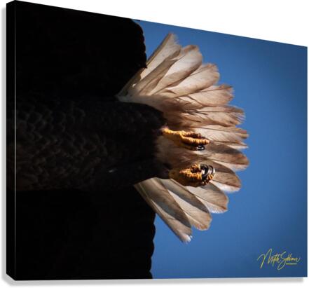 IMG 9379 Canvas Print