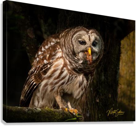 IMG 0235 Canvas Print