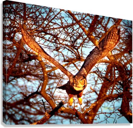 IMG 6445 Canvas Print