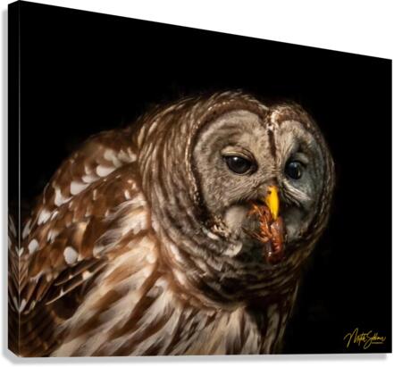 IMG 0265 Canvas Print