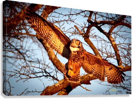 IMG 6447 Canvas Print