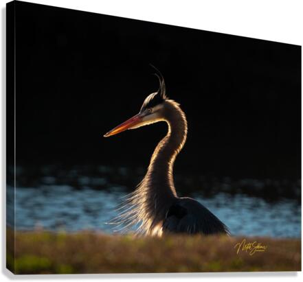 IMG 8752 Canvas Print