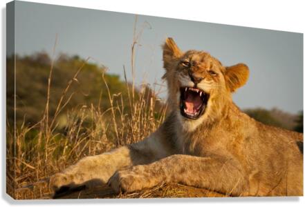 IMG 3696 Canvas Print