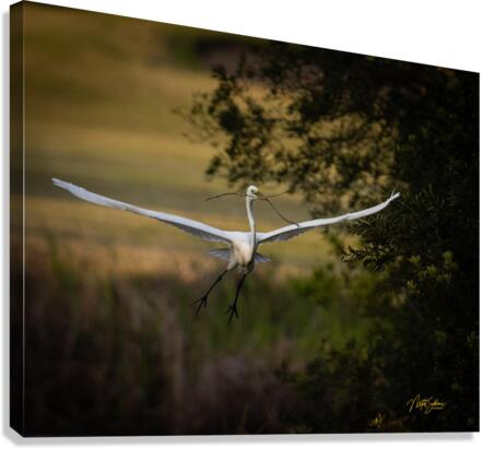 IMG 9819 Canvas Print