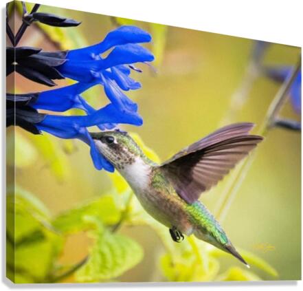 IMG 9144 Canvas Print