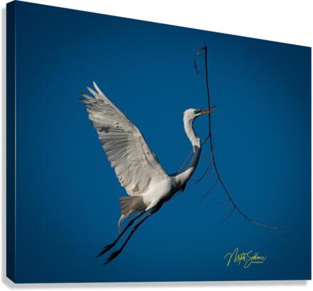 IMG 9673 Canvas Print