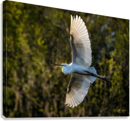 IMG 9837 Canvas Print