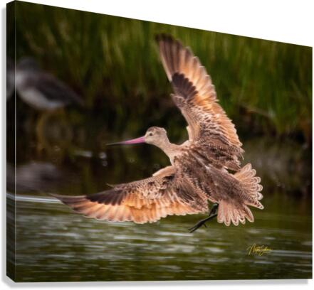 IMG 8159 1 Canvas Print