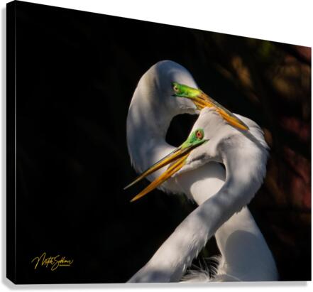 IMG 9131 Canvas Print