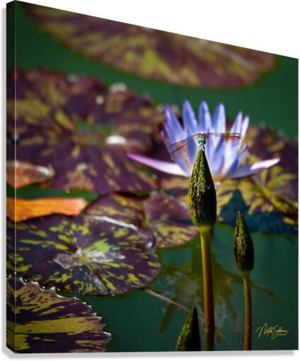 IMG 7391 Canvas Print