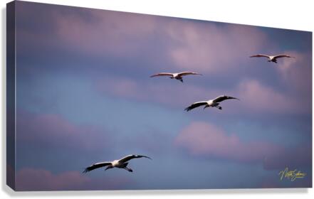 IMG 3935 Canvas Print