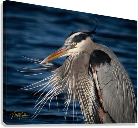 IMG 3334 Canvas Print