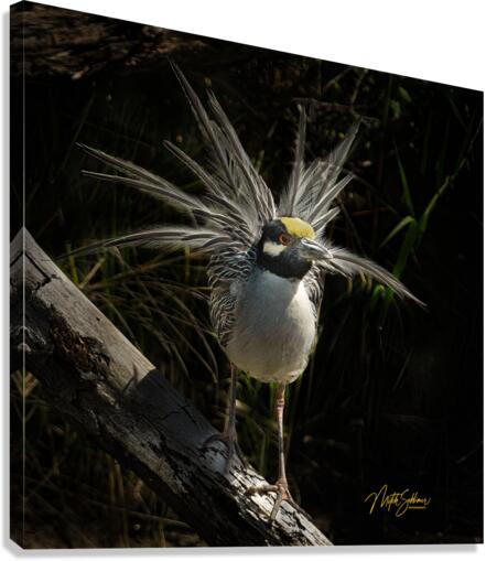 IMG 1891 Canvas Print