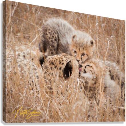 IMG 8051 Canvas Print