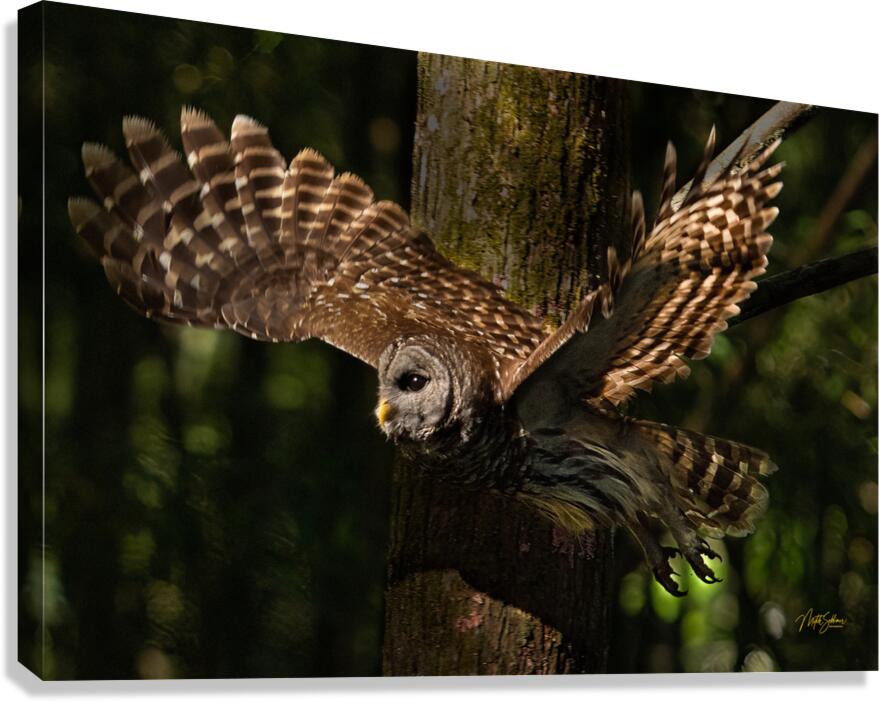 Founders2EagletsAudubonPWVictoryPointOwlsETCMP 34 Canvas Print
