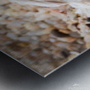 IMG 7516 Metal print