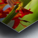 IMG 9466 Custom Metal print