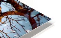 IMG 6447 HD Metal print