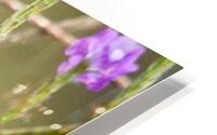 IMG 9165 HD Metal print