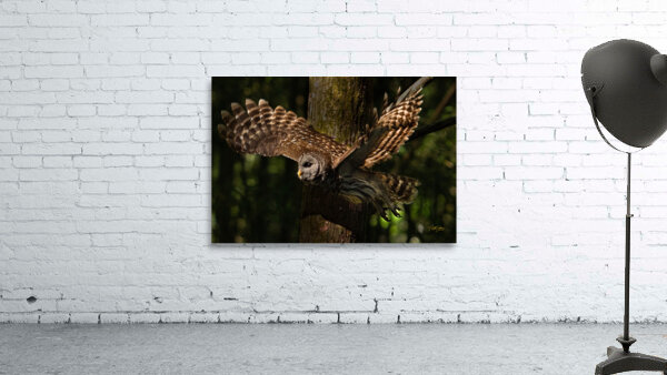 Founders2EagletsAudubonPWVictoryPointOwlsETCMP 34 Wall Preview