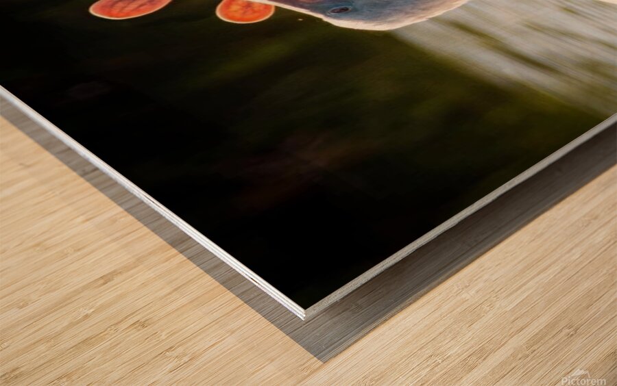 IMG 2927 Wood print