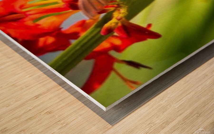 IMG 9466 Custom Wood print