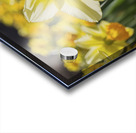 Daffodils flower background Acrylic print