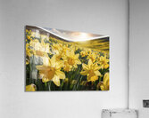Daffodils flower background Acrylic Print