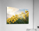 Daffodils flower background Acrylic Print