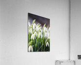 White Spring snowdrops Acrylic Print
