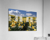 Daffodils flower background Acrylic Print