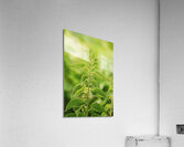 Nettle close up 2 Acrylic Print