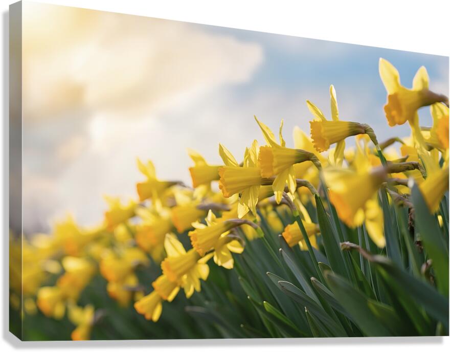 Daffodils flower background Canvas Print