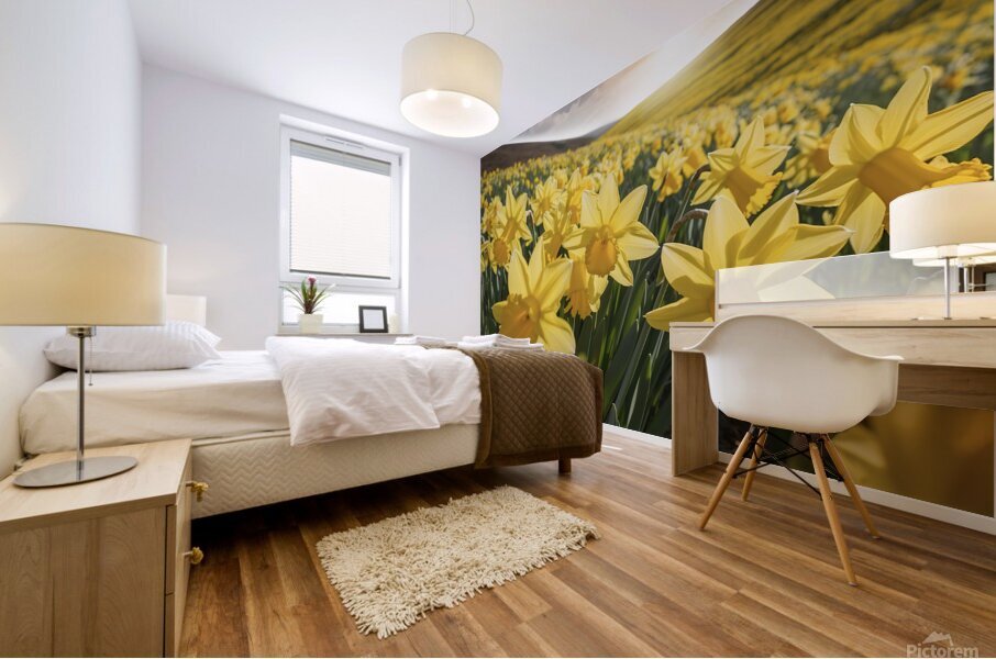 Daffodils flower background Mural print