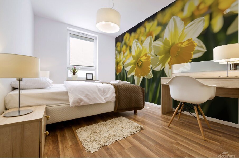 Daffodils flower background Mural print