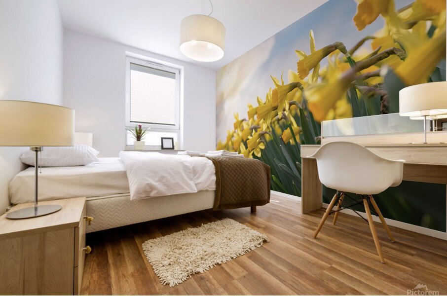 Daffodils flower background Mural print