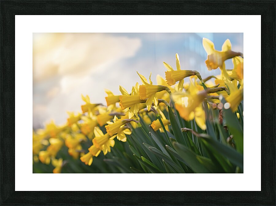 Daffodils flower background Picture Frame print