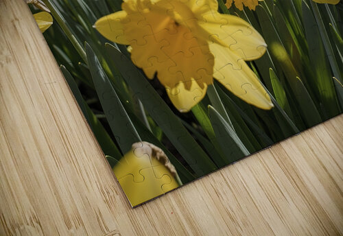 Daffodils flower background Lupu Andrei puzzle