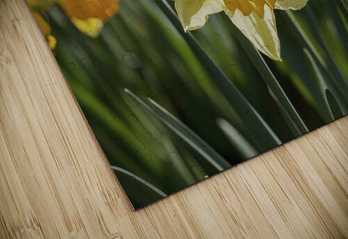 Daffodils flower background Lupu Andrei puzzle